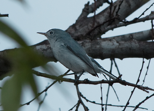 Gnatcatcher